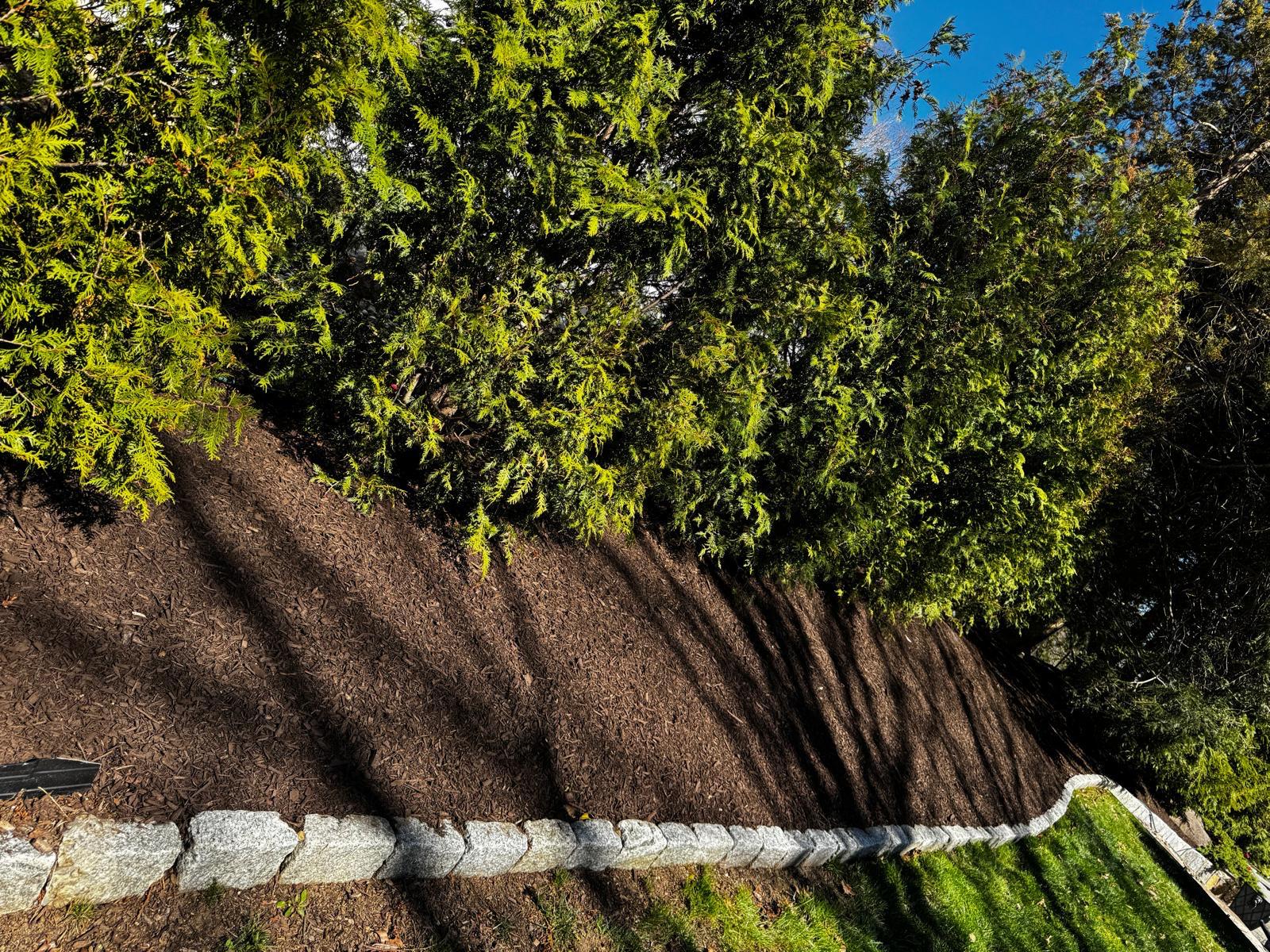 Wide mulched bed with ornamental trees in front of a colonial home