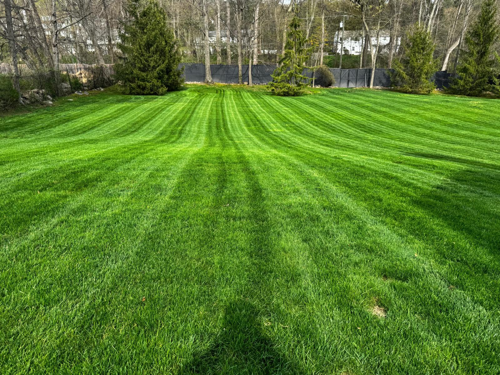 Shaded section of a lush striped lawn under mature trees